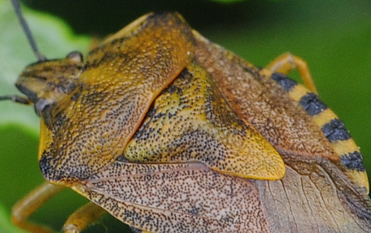 Carpocoris  pudicus del Chianti